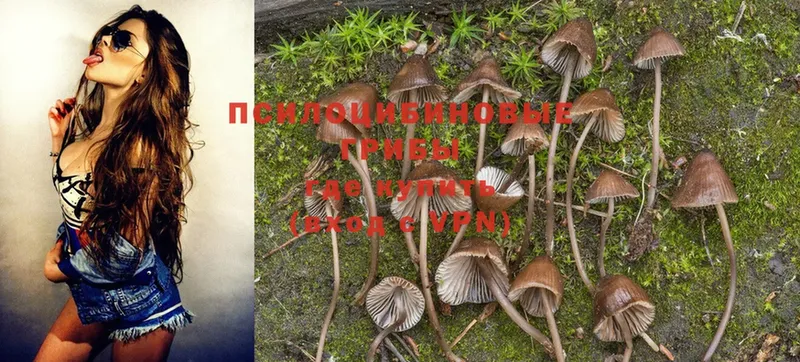 как найти   Грязи  Псилоцибиновые грибы Magic Shrooms 